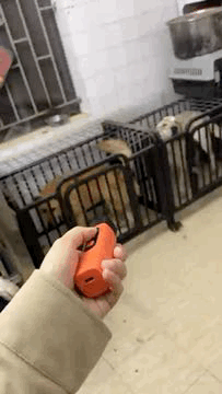 FriendsPfote Pro – Schonendes Ultraschall-Training für ruhiges Zuhause